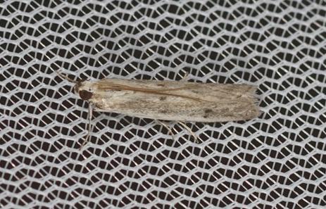 Homoeosoma nebulella